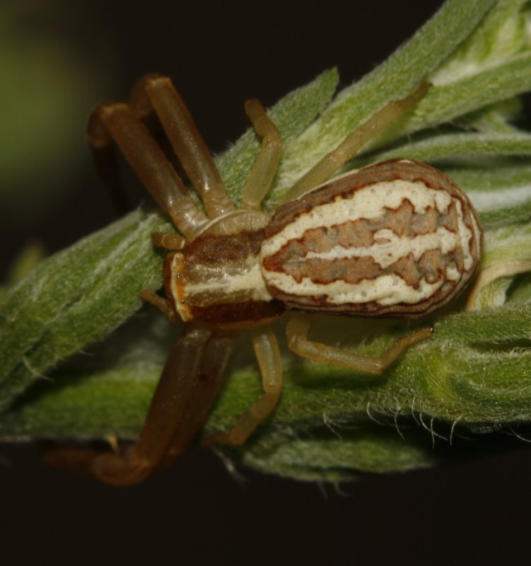Aracnid_4278.jpg