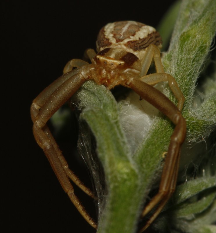 Aracnid_4280.jpg