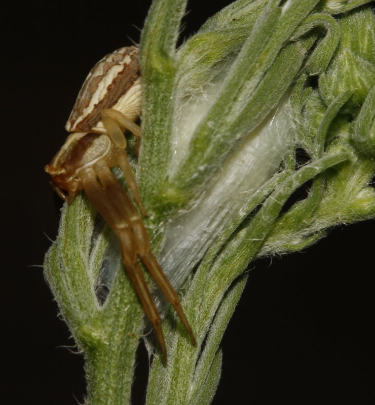 Aracnid_4281.jpg