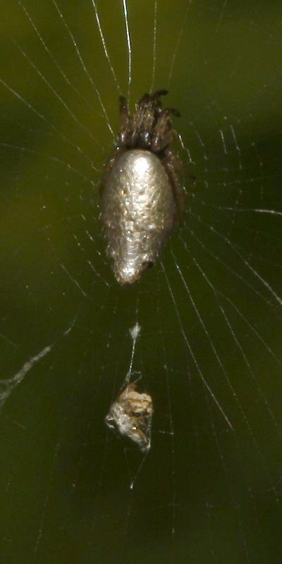 Aracnid_4285.jpg