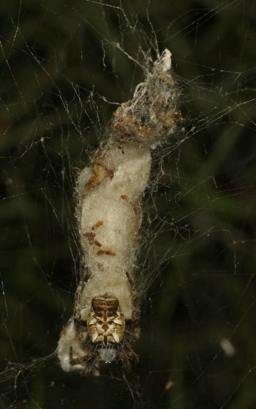 Aracnid_4293.jpg