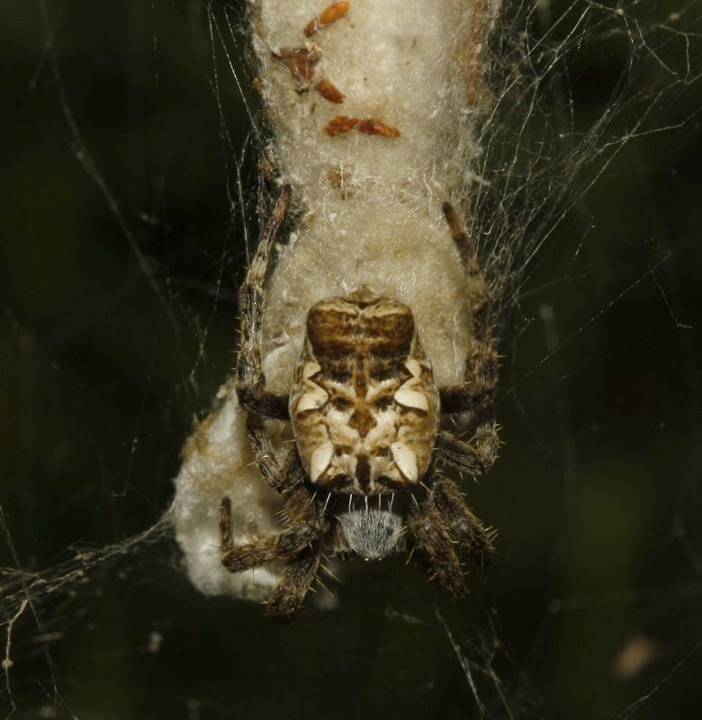 Aracnid_4294.jpg
