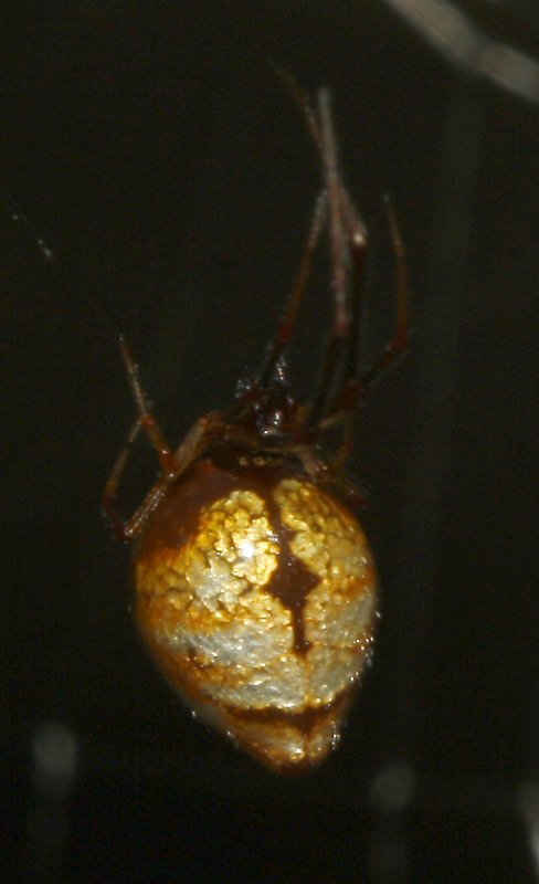 Aracnid_4587.jpg