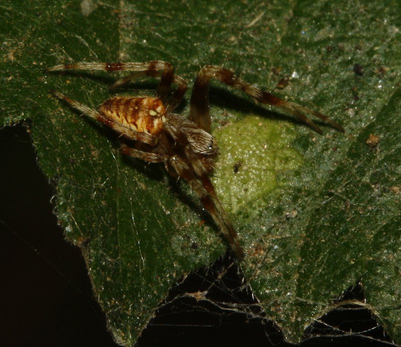 Aracnid_4816.jpg