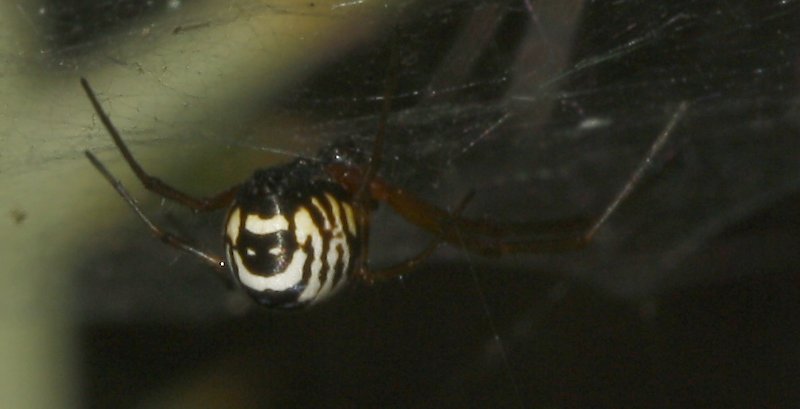 Aracnid_4939.jpg