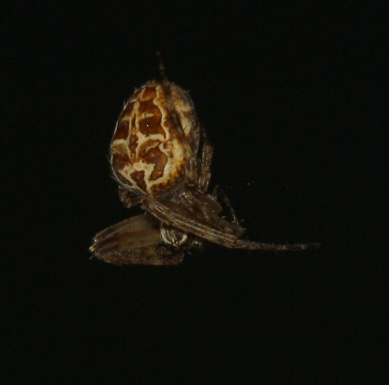 Aracnid_5012.jpg