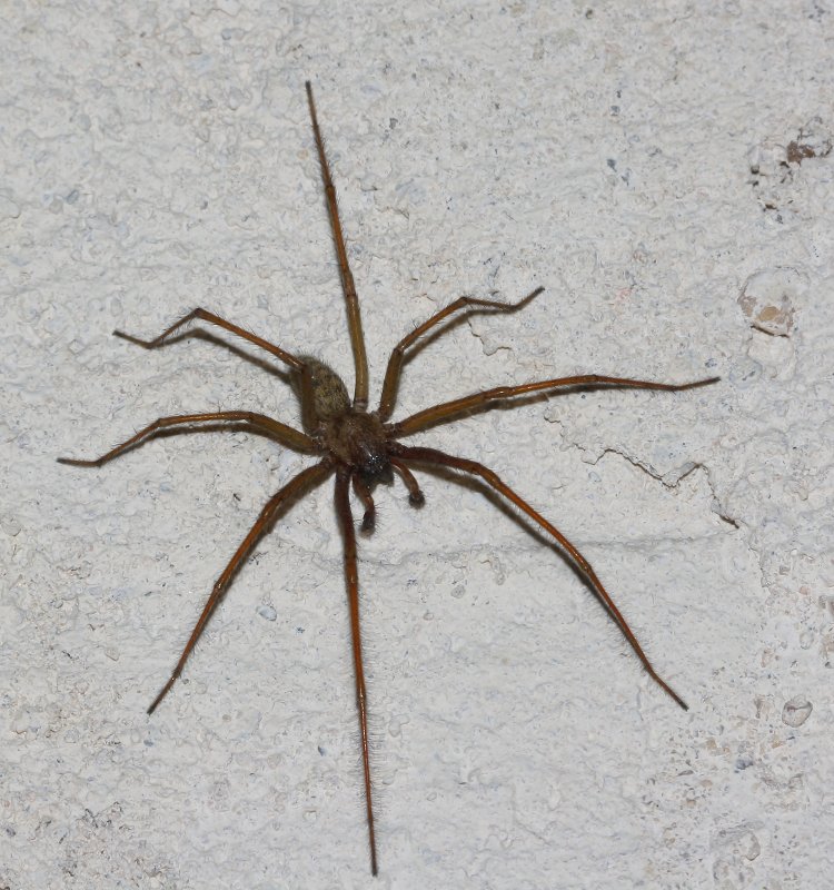 Aracnid_5077.jpg