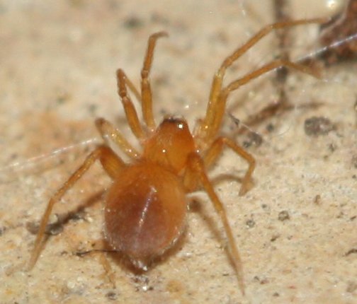 Aracnidaju1.jpg