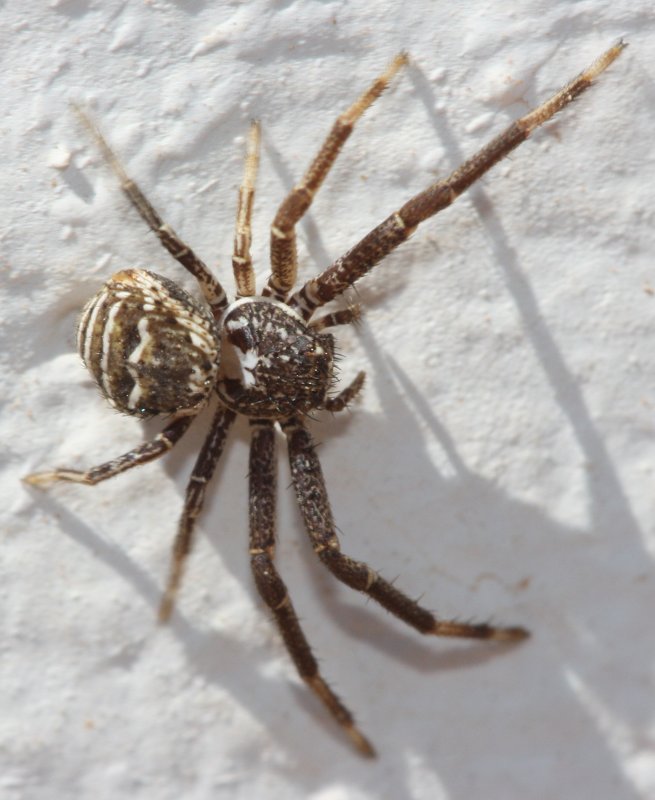 aracnidbgj.jpg