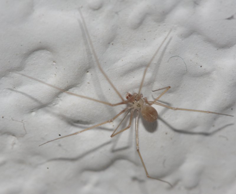 aracnidgjulm1.jpg