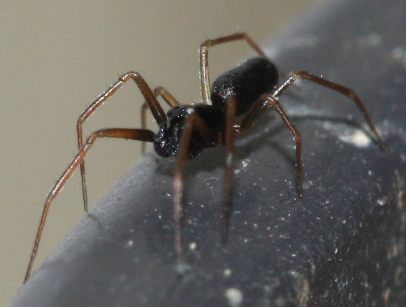 aracnidju1.jpg
