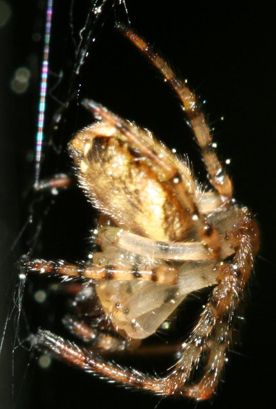 aracnidp.jpg
