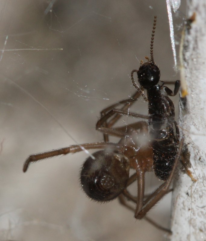 aracnidpresa.jpg