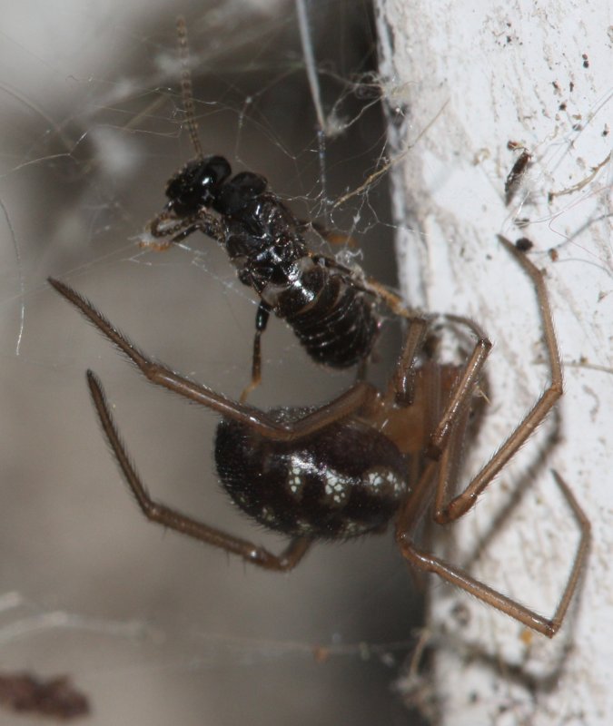 aracnidpresa2.jpg