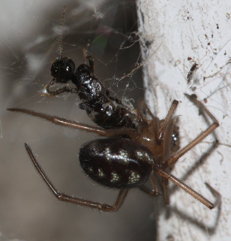 aracnidpresa3.jpg