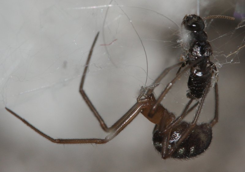 aracnidpresa4.jpg