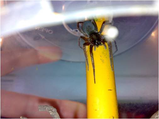 aragog1-1.jpg