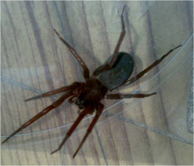 aragog2.jpg
