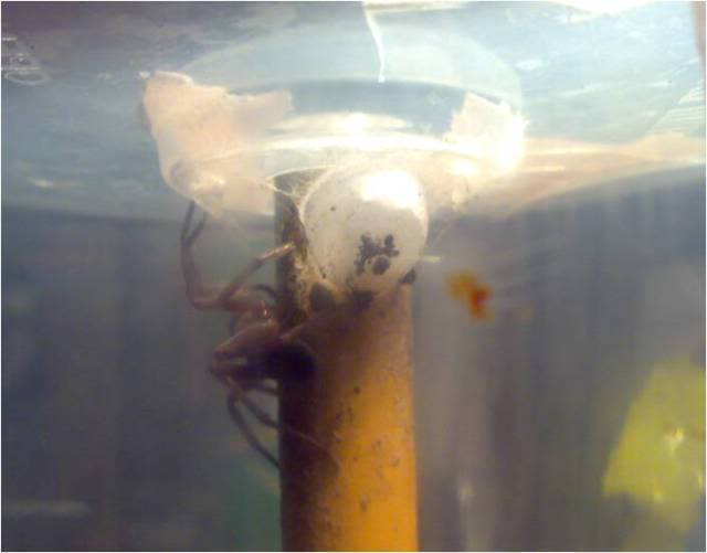 aragog5.jpg