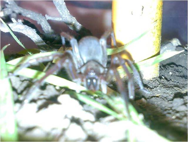 aragog8.jpg