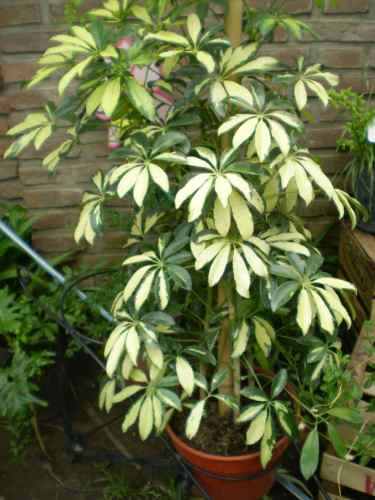 aralia-schefflera-arbusto-plantas-de-interior-vivero_MLA-O-109099281_9369.jpg