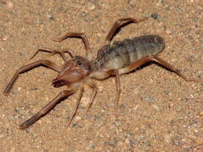 arana-camello.jpg
