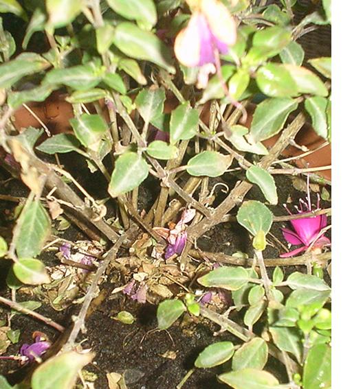 araña roja.jpg
