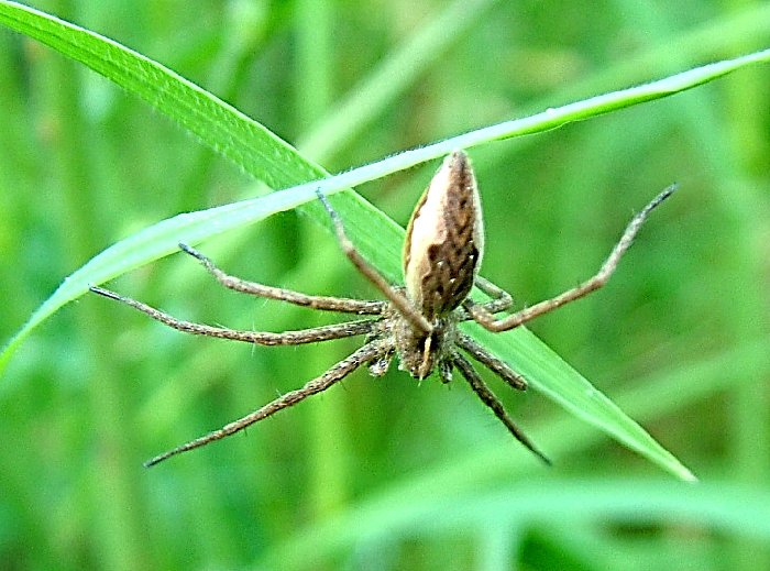 Araña_~1xc.jpg