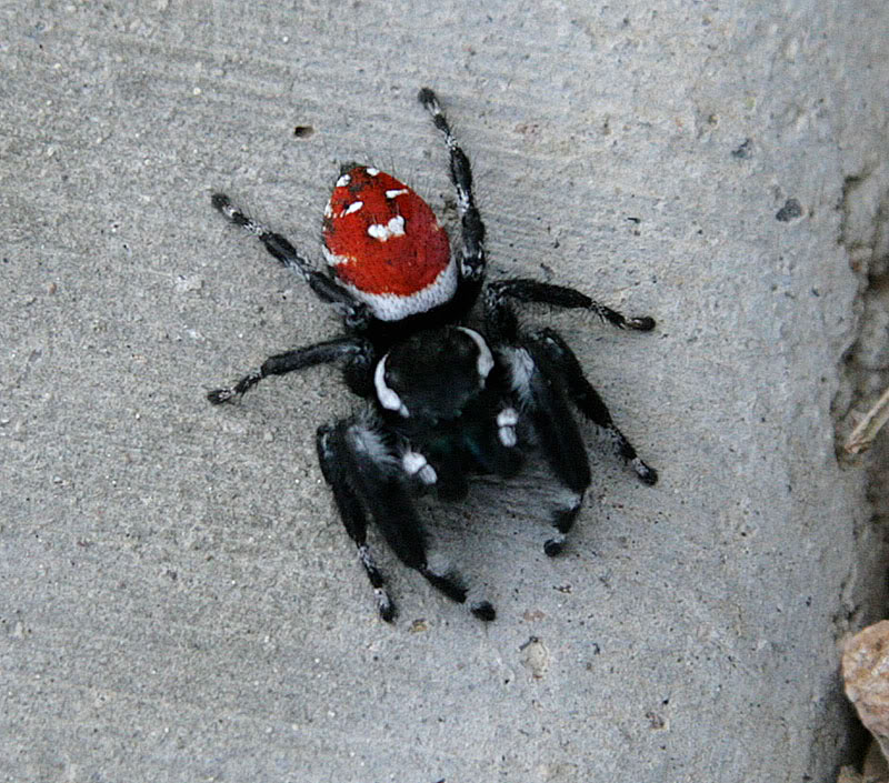 Aranaroja.jpg