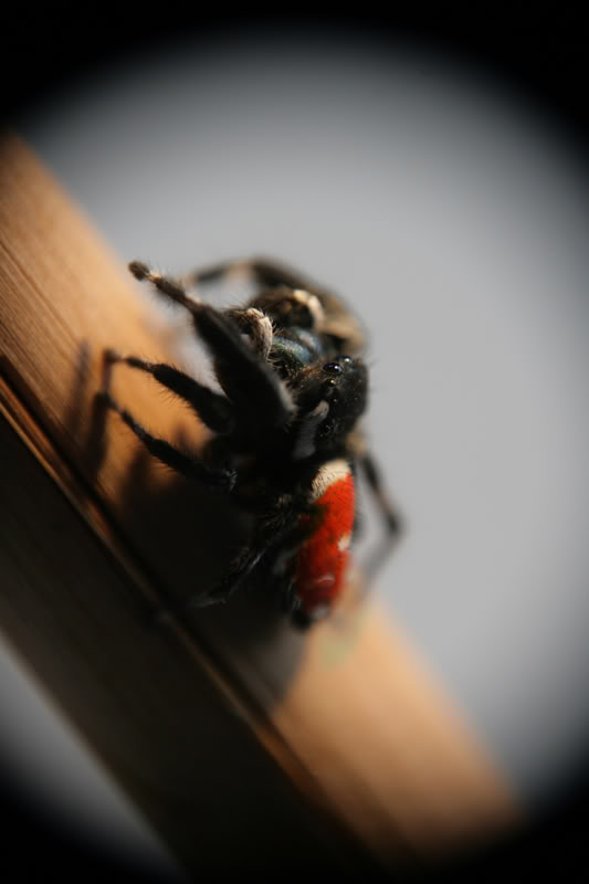 Aranaroja1.jpg