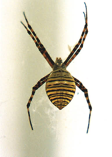 AranaTigre.jpg