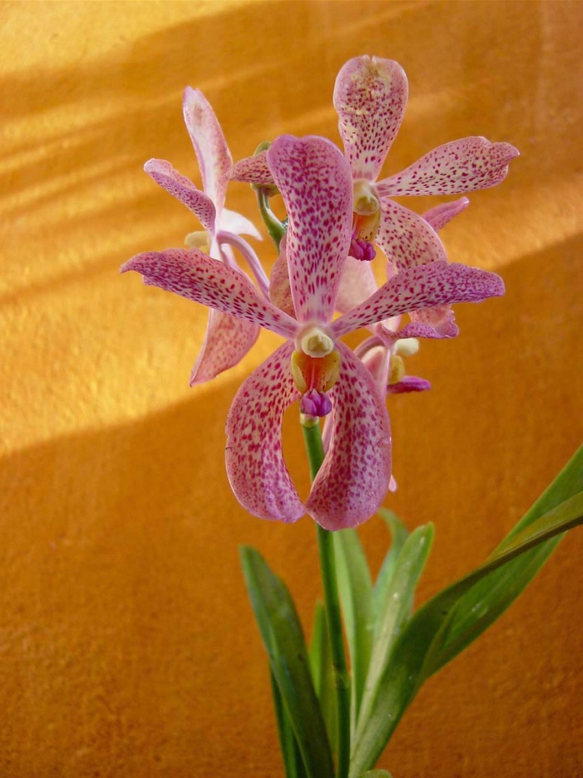 Aranda%20Crhistine%2012%20-.jpg