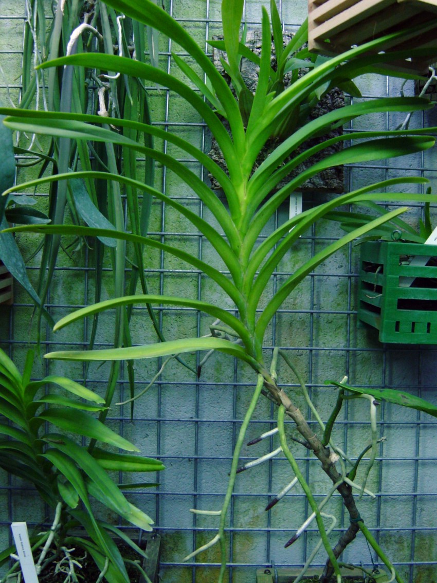 Aranda%20Crhistine%20nova%20flor%20-%20planta.jpg