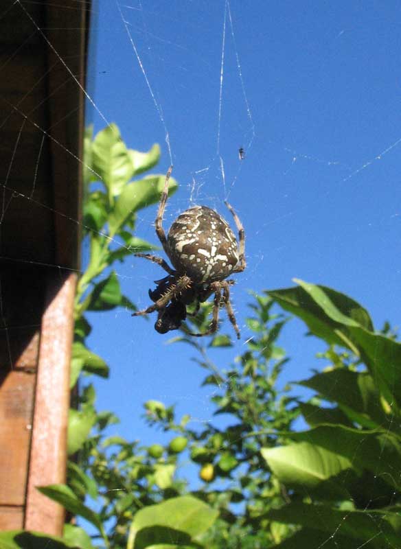 araneus-diadematus.jpg