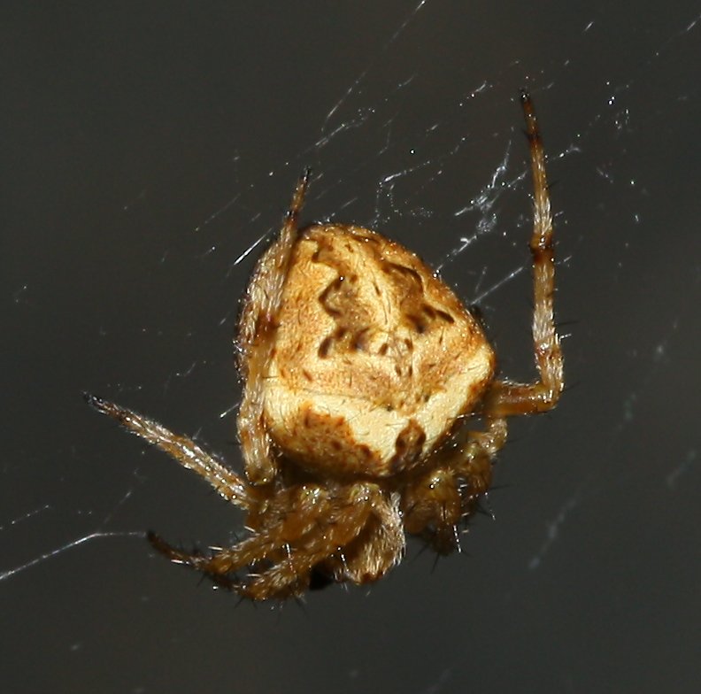 Araneus_diadematus_1782.jpg