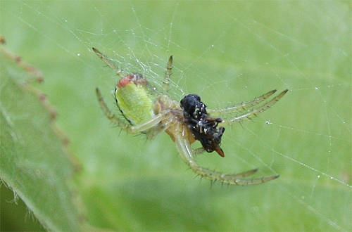 Araniella_sp_.JPG