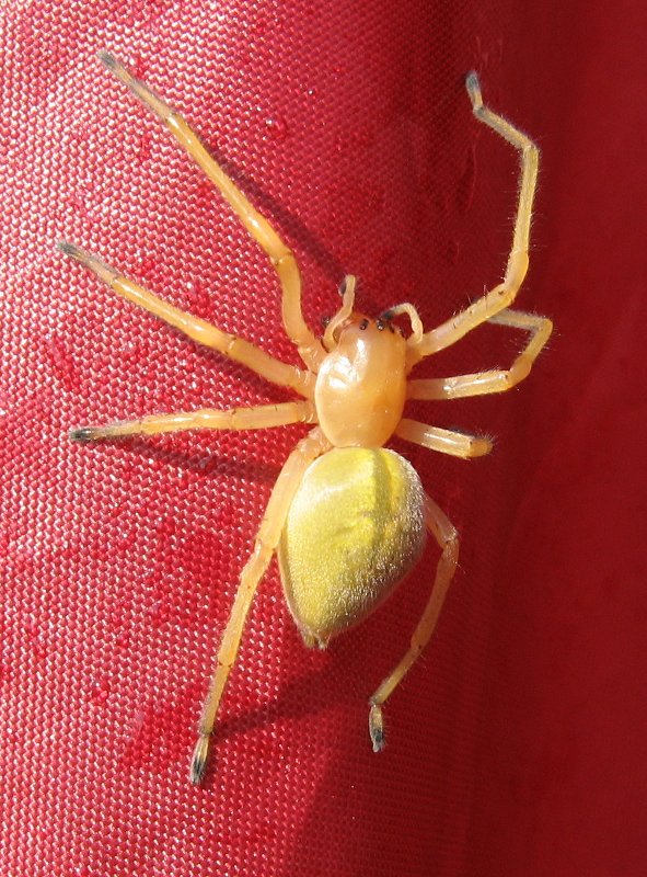 aranya_3733.jpg