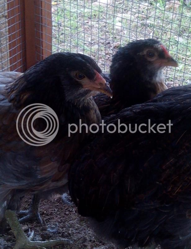 araucanamachoohembra3_zps8a5951d4.jpg