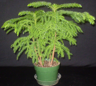 araucaria+heterophylla+(own)3.jpg