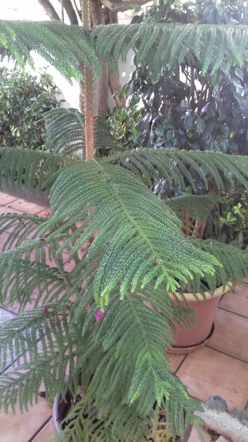 araucaria.jpg