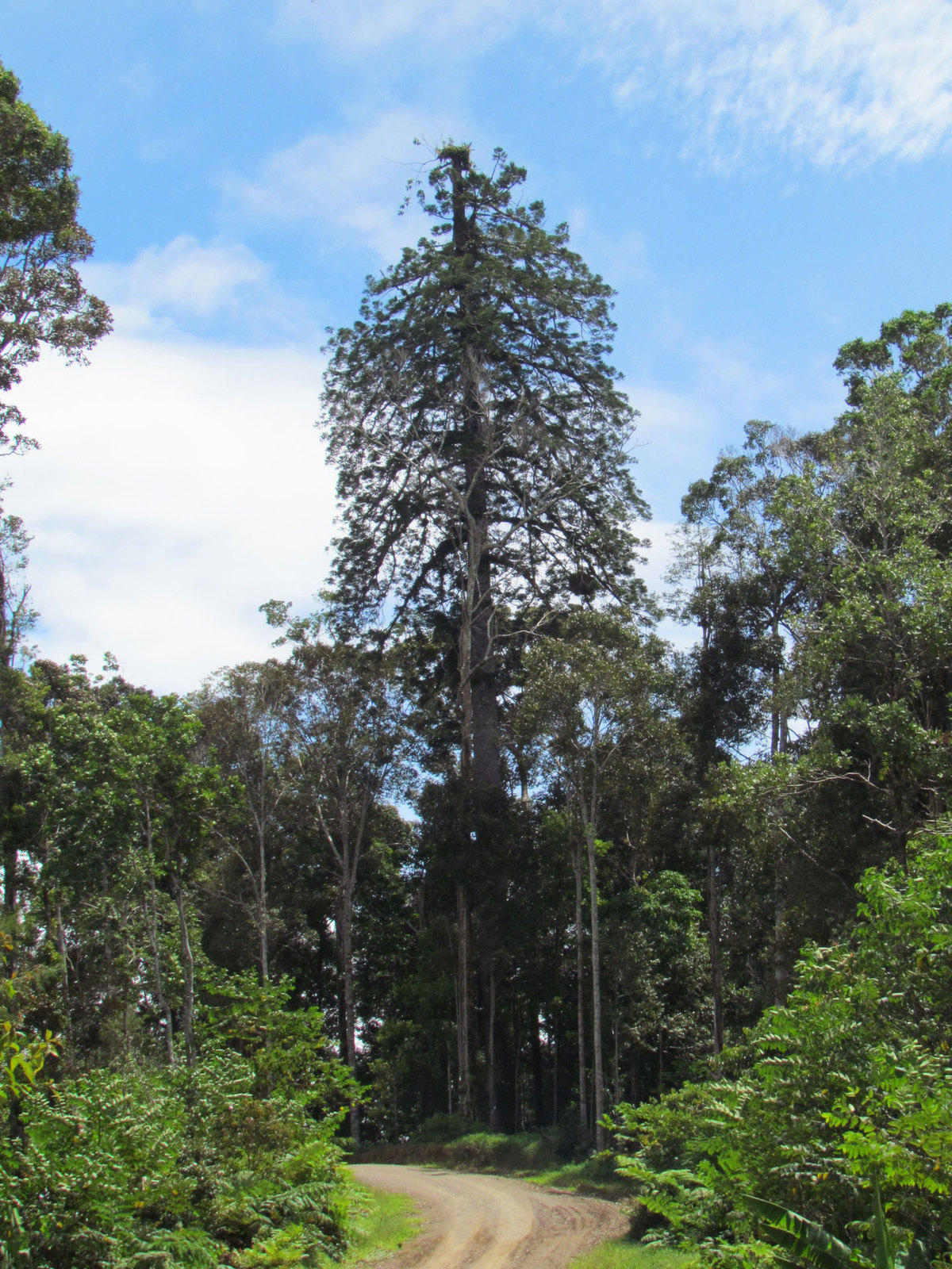 Araucaria.jpg