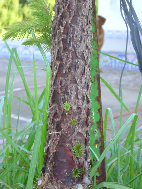 Araucaria002.jpg