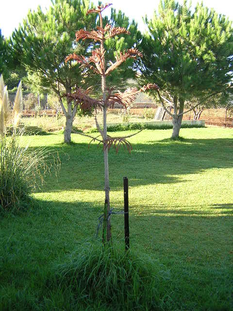 Araucaria003.jpg