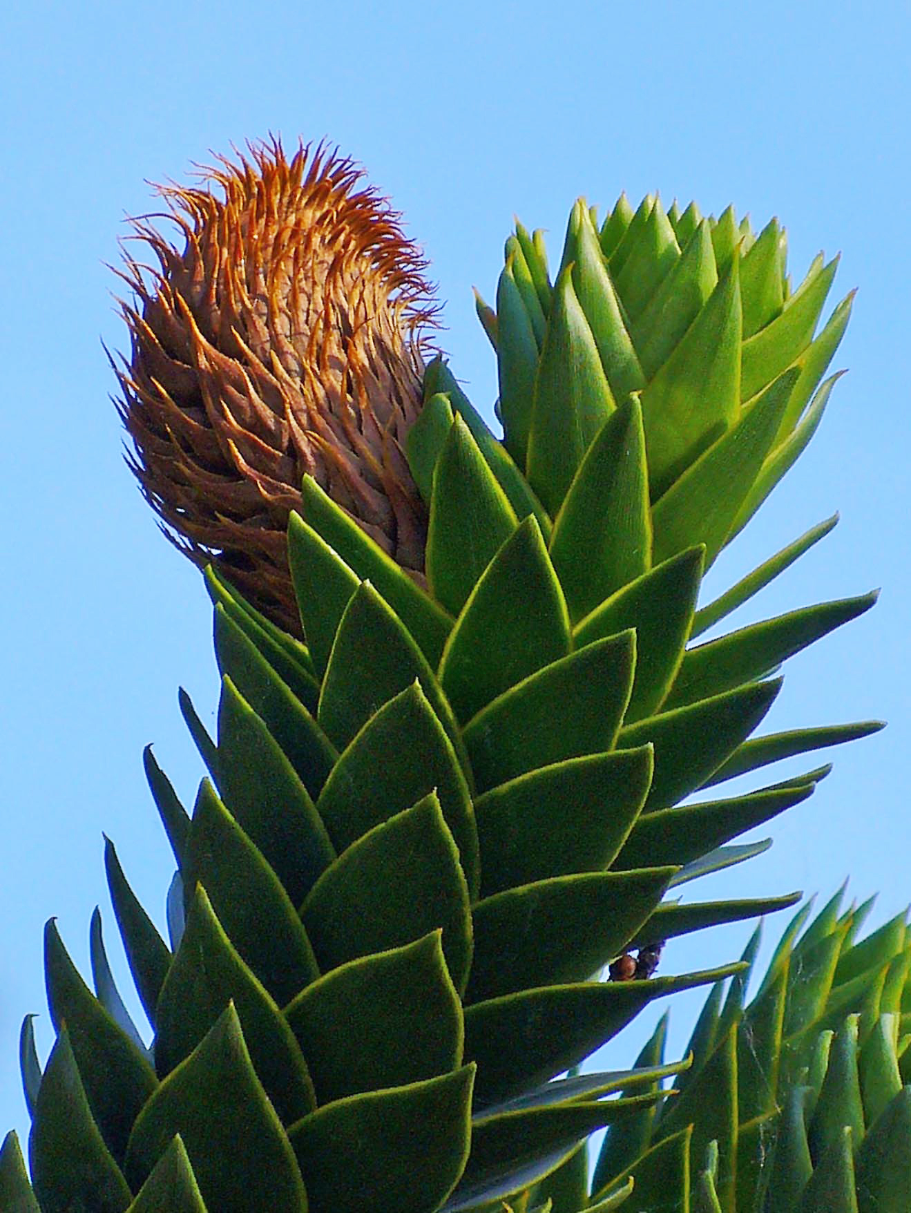 Araucaria_araucana_0003.JPG