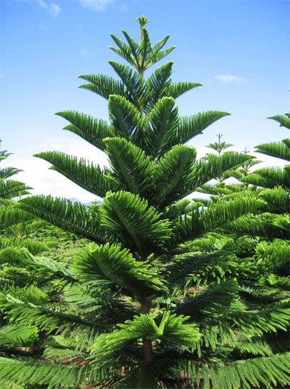 Araucaria_Excelsa_Seeds.jpg