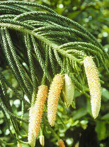 araucaria_heterophylla.jpg