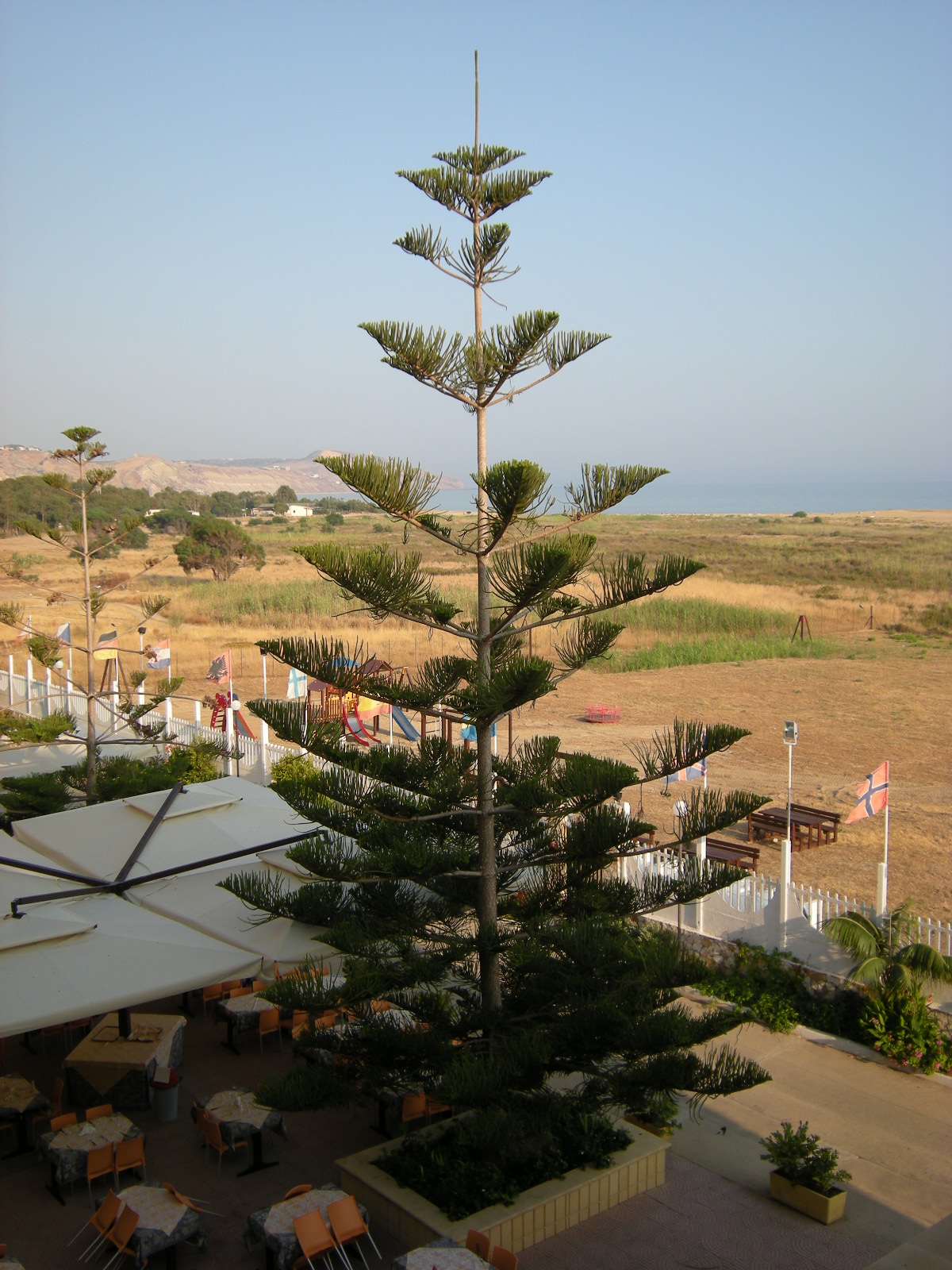 Araucaria_heterophylla_Sicily.jpg