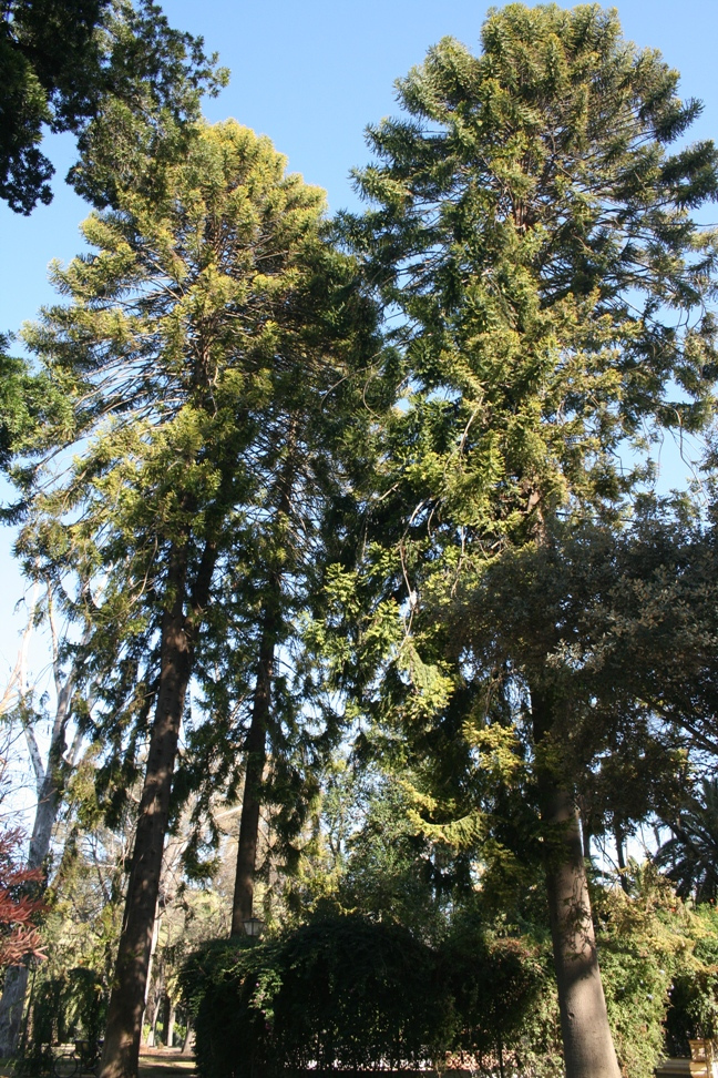 Araucariabidwilli.jpg