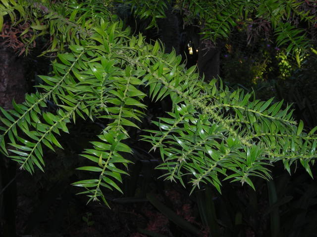 Araucariabidwillii.jpg