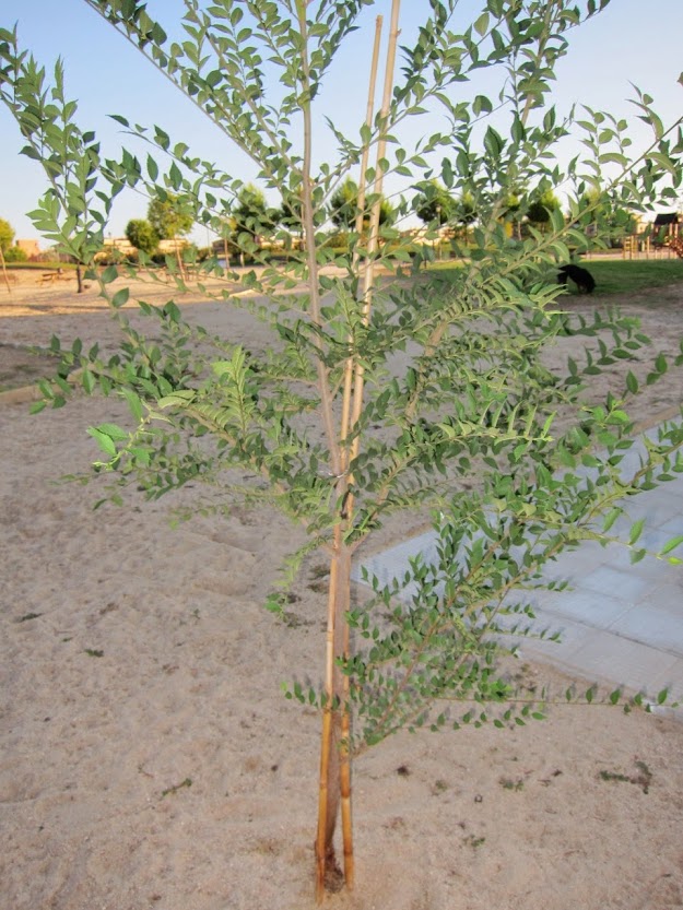 arb5.jpg